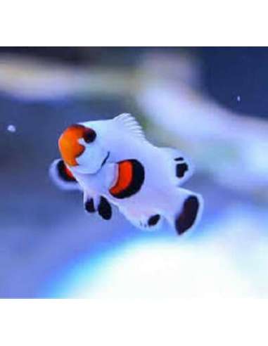 Platium Storm Clownfish(Amphiprion...