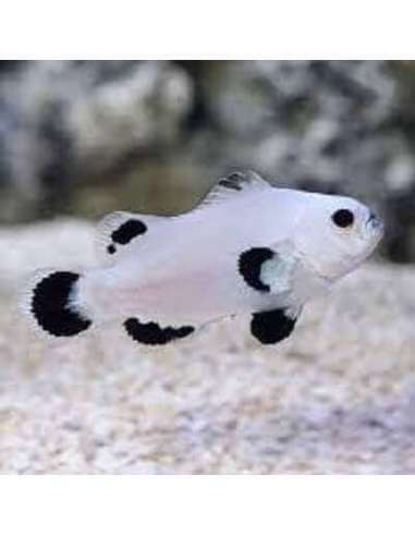 Platinum Storm(Amphiprion Ocellaris...