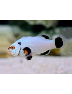 Platinum Storm(Amphiprion... 2