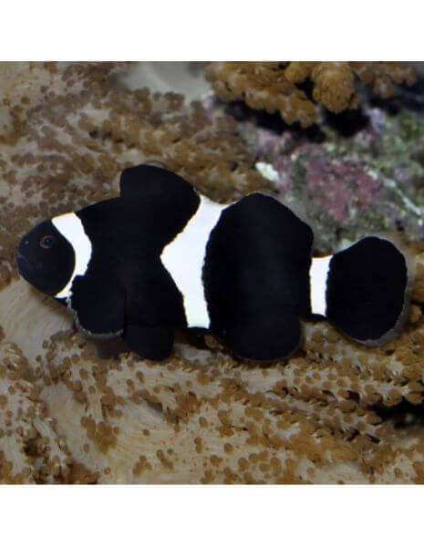 Black Ocellaris (Amphiprion Ocellaris)