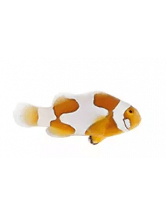 Cheekspot Picasso... 2