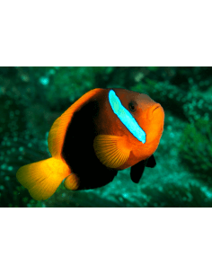 Cinnamon clownfish...