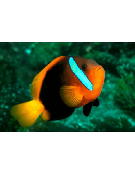 Cinnamon clownfish (Amphiprion...