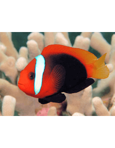 Cinnamon clownfish... 2