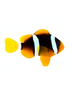 Clarki -(Amphiprion Clarkii)