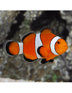 False Percula Clownfish...