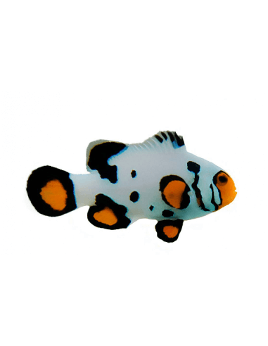 Frostbite Clownfish (Amphiprion Percula)