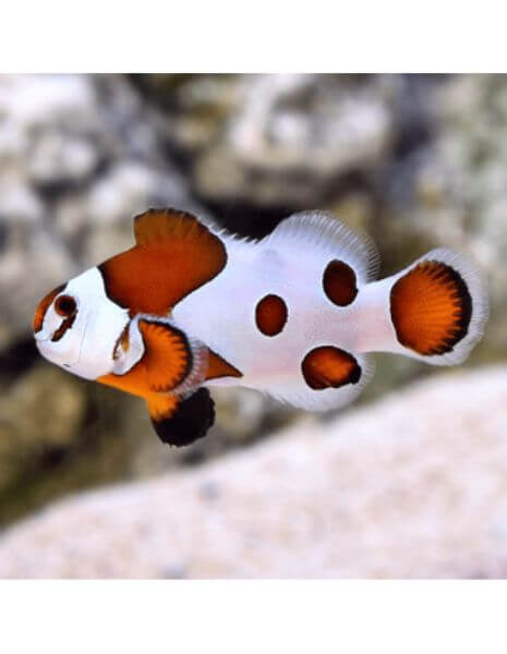 Mocha Storm Clownfish (Amphiprion...