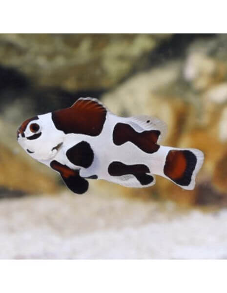 Mocha Storm Clownfish (Amphiprion...