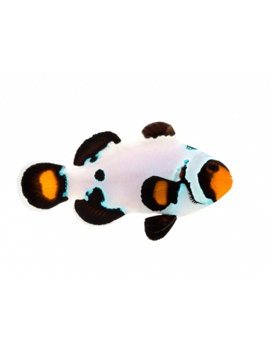 Premium Frostbites (Amphiprion...