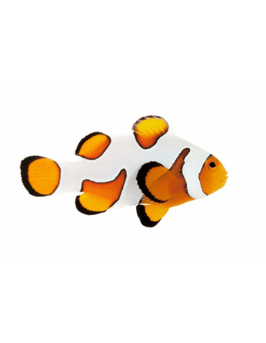 Premium Gladiator (Amphiprion Ocellaris)