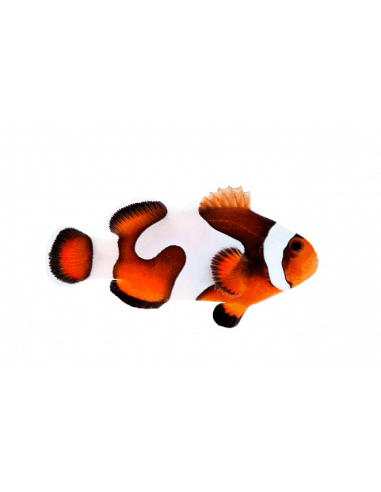 Premium Mocha Gladiator (Amphiprion...