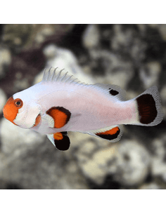 Wyoming White (Amphiprion...