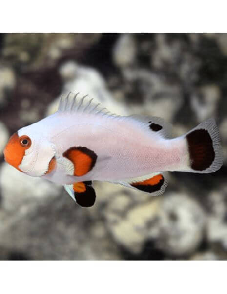 Wyoming White (Amphiprion Ocellaris)