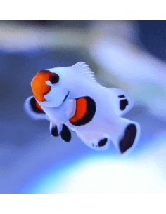 Wyoming White (Amphiprion... 2