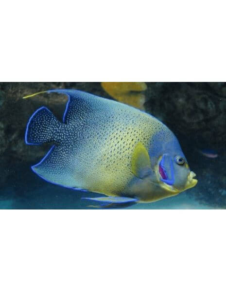 Koran Angel (Pomacanthus Semicirculatus)