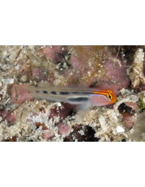 Red Head Goby (Elacatinus puncticulatus)