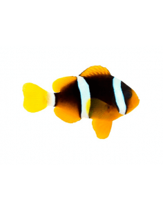 Clark'S Anemone Fish...