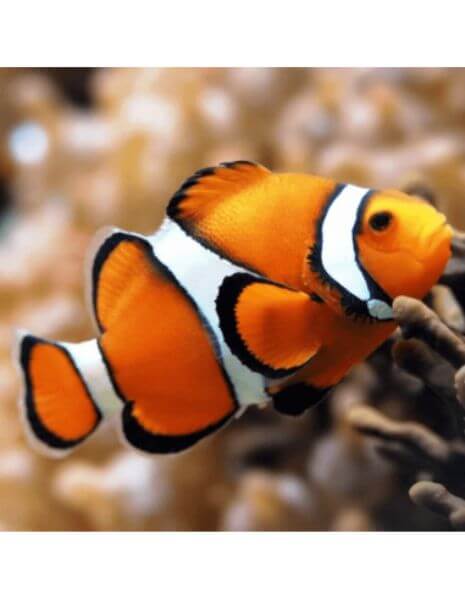 Percula Clown Anemonefish (Amphiprion...