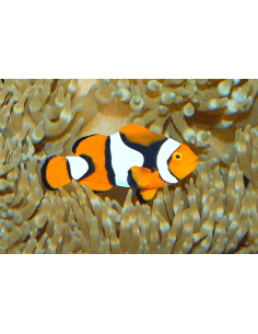 Percula Clown Anemonefish... 2