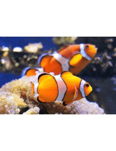 Percula Clown Anemonefish... 2