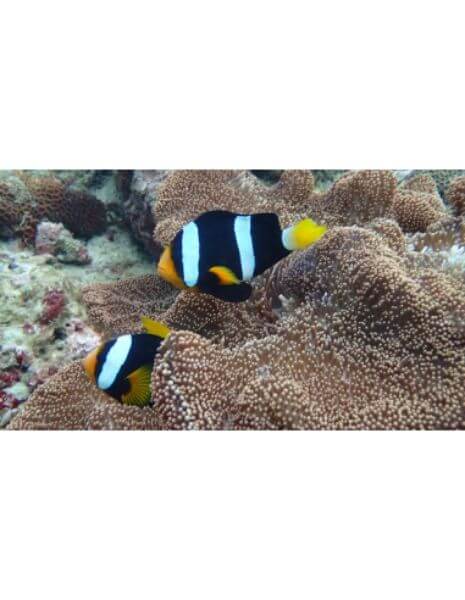 Brown & White Clown (Amphiprion Sebae)