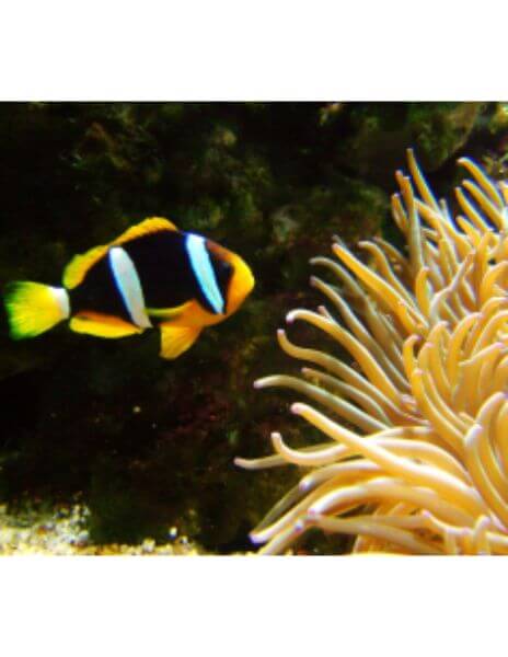 Sri Lanka Clarkii Clown... 2