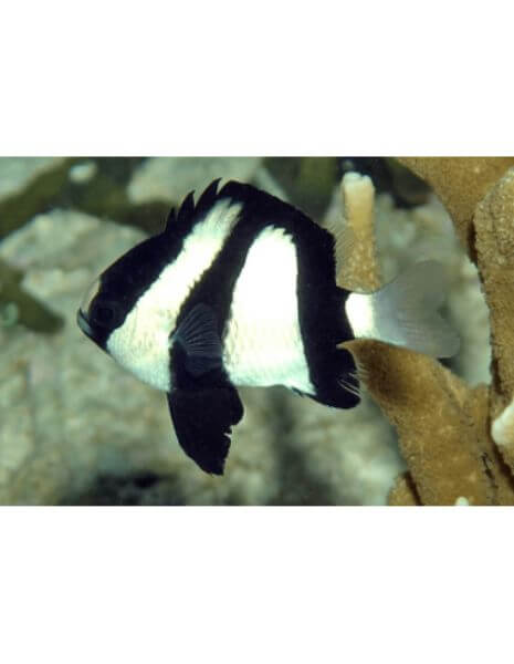 3 - Stripe Damsel (Dascyllus Aruanus)