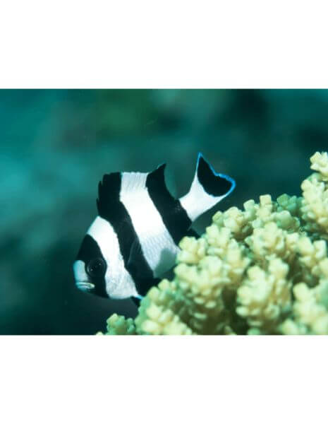 4-Stripe Damselfish (Dascyllus...