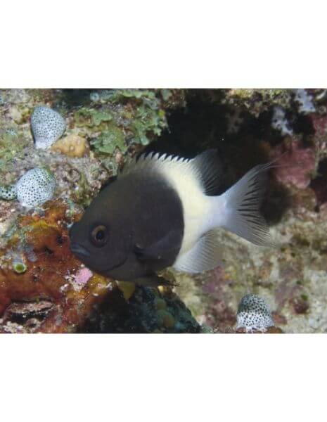 Bi-Color Chocolate Chromis (Chromis...