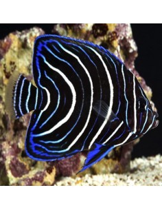 Blue Koran Angelfish... 2