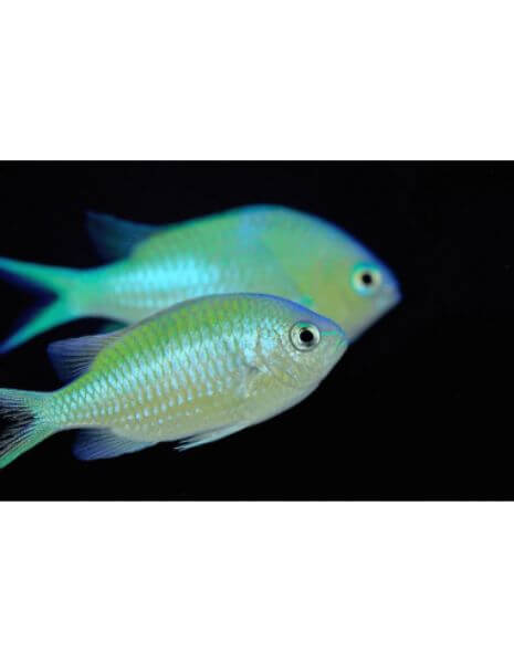 Green Chromis(Chromis Caeruleus)