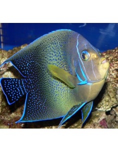 Blue Koran Angelfish...