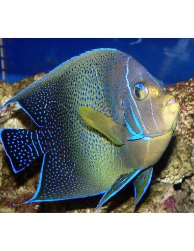 Blue Koran Angelfish (Pomacanthus...