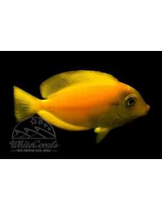 Chocolate Surgeon Fish...