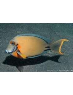 Chocolate Surgeon Fish... 2