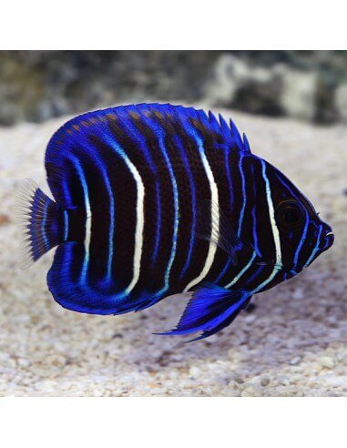 Blue Face Angel Fish Juvenil...