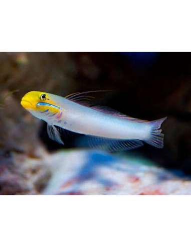 Golden Headed Sleeper (Valenciennea...