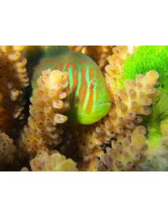 Green Clown Goby (Gobiodon... 2