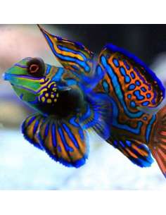 Mandarin Green (Synchiropus... 2