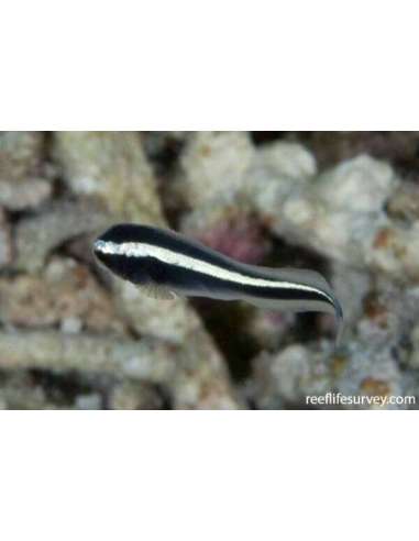 Neon Goby (Pholidichthys Leucotaenia)
