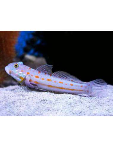Orange-Dashed Goby (Valenciennea...