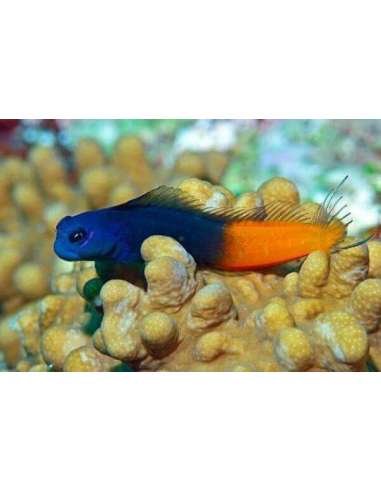Red Tailed Blenny (Ecsenius Bicolor)