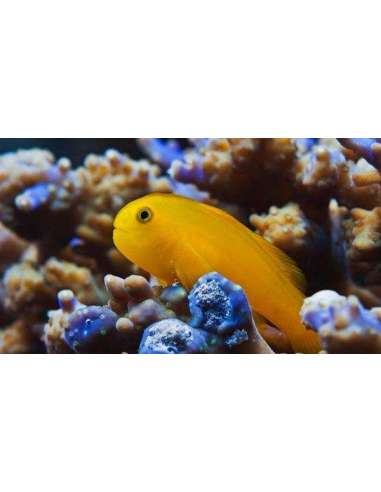 Yellow Clown Goby (Gobiodon  Okinawae)