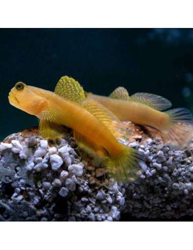 Yellow Watchman Goby (Cryptocentrus...