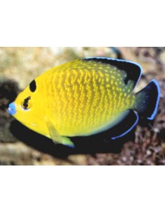 Goldflake Angelfish... 2