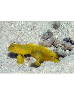Yellow Watchman Goby... 2