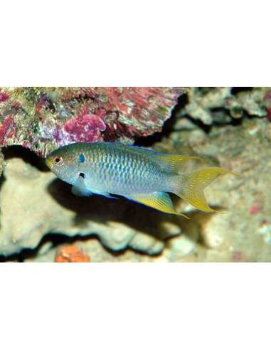 Green Damsel (Neopomacentrus nemurus)