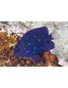 Jewel Damsel...