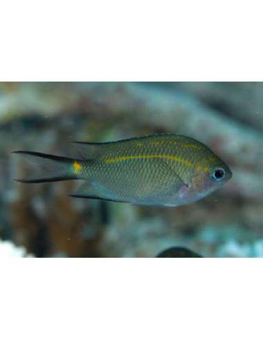 Orange Line Chromis (Acanthochromis...